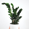 Best Air Purifying House Plants to Complement Your Duct Repair Efforts